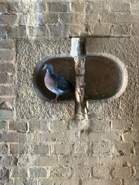 A solitary pigeon is captured resting peacefully within a weathered stone niche, set against a backdrop of old brickwork